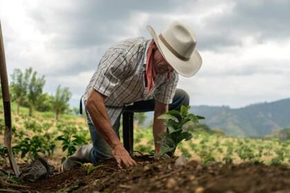Se estima que el 60% de los tipos de café silvestre están en peligro de extinción debido al cambio climático