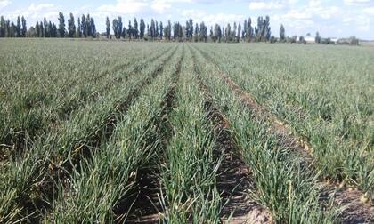 Se estima que el agua para la producción será "con lo justo"