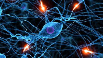 Se estima que el cerebro humano tiene unos 100.000 millones de neuronas, de unos 10.000 tipos distintos
Foto: Archivo particular