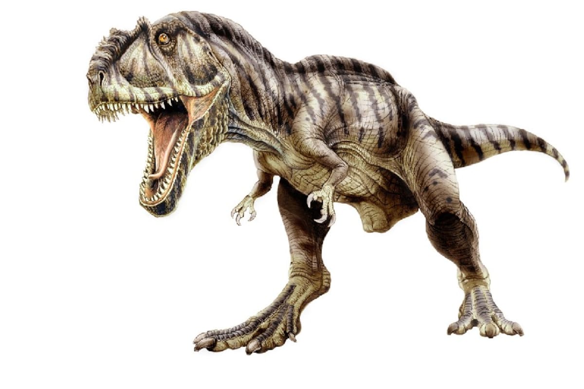 Se estima que el Giganotosaurus tenía cinco metros de alto, 12,5 de longitud y 7 toneladas de peso