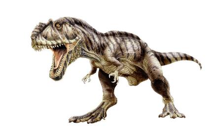 Se estima que el Giganotosaurus tenía cinco metros de alto, 12,5 de longitud y 7 toneladas de peso