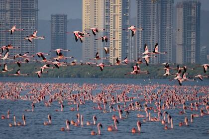 Se estima que este año llegaron a Bombay un 25% más de flamencos que el año pasado (Twitter)