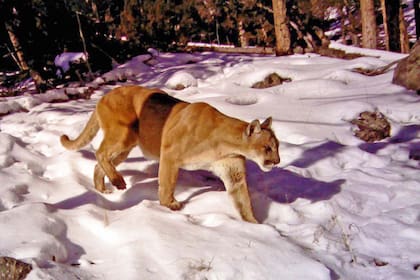 Se estima que existen alrededor de 40 ejemplares de puma en Yellowstone