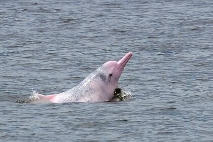 Se estima que hay alrededor de 2000 delfines rosados en el área. Foto de 2012