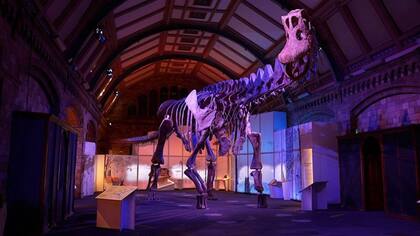 Se estima que los dinosaurios más grandes pesaban alrededor de 100 toneladas.