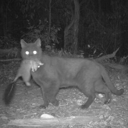 Se estima que los gatos salvajes matan a 3000 millones de animales en Australia cada año
Courtesy WA DBCA