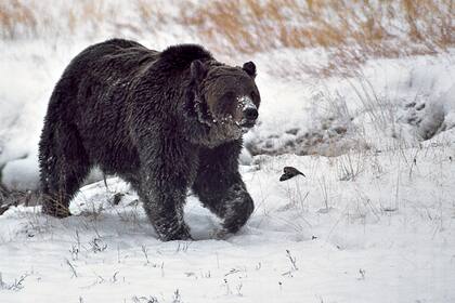Se estima que son poco más de 700 los osos en la zona