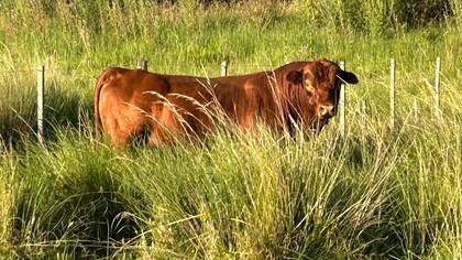 Se flexibilizó el ingreso de material genético, pero no reproductores
