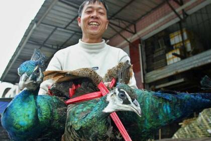 Se ha culpado al comercio chino de animales salvajes por llevar a varias especies de aves al borde de la extinción