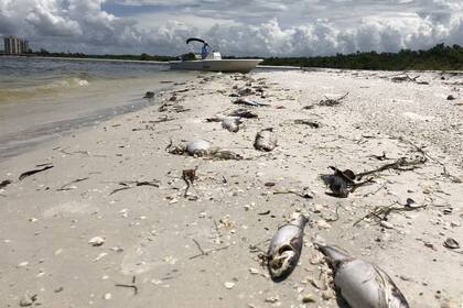 Se ha declarado el estado de emergencia en Florida ya que la peor marea roja en una década oscurece el agua salada, agria el aire y mata a los delfines, tortugas marinas y peces a un ritmo implacable.