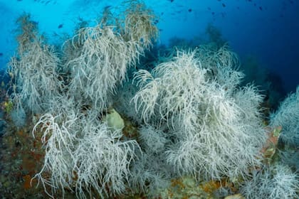 Se ha medido la edad de especímenes de coral negro encontrados frente a la costa de Hawái en 4265 años