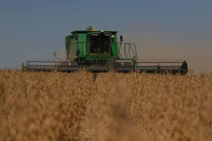 Se hablan de 20 millones de toneladas de pérdidas en la producción de soja