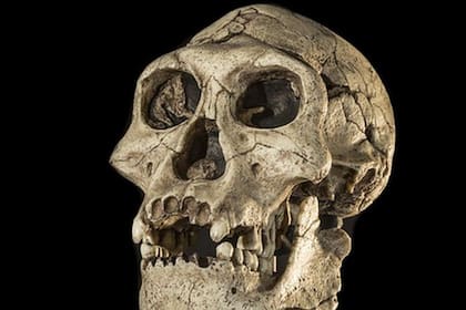Se han encontrado restos de una especie humana primitiva conocida como Homo erectus en Europa que datan de hace 1,4 millones de años