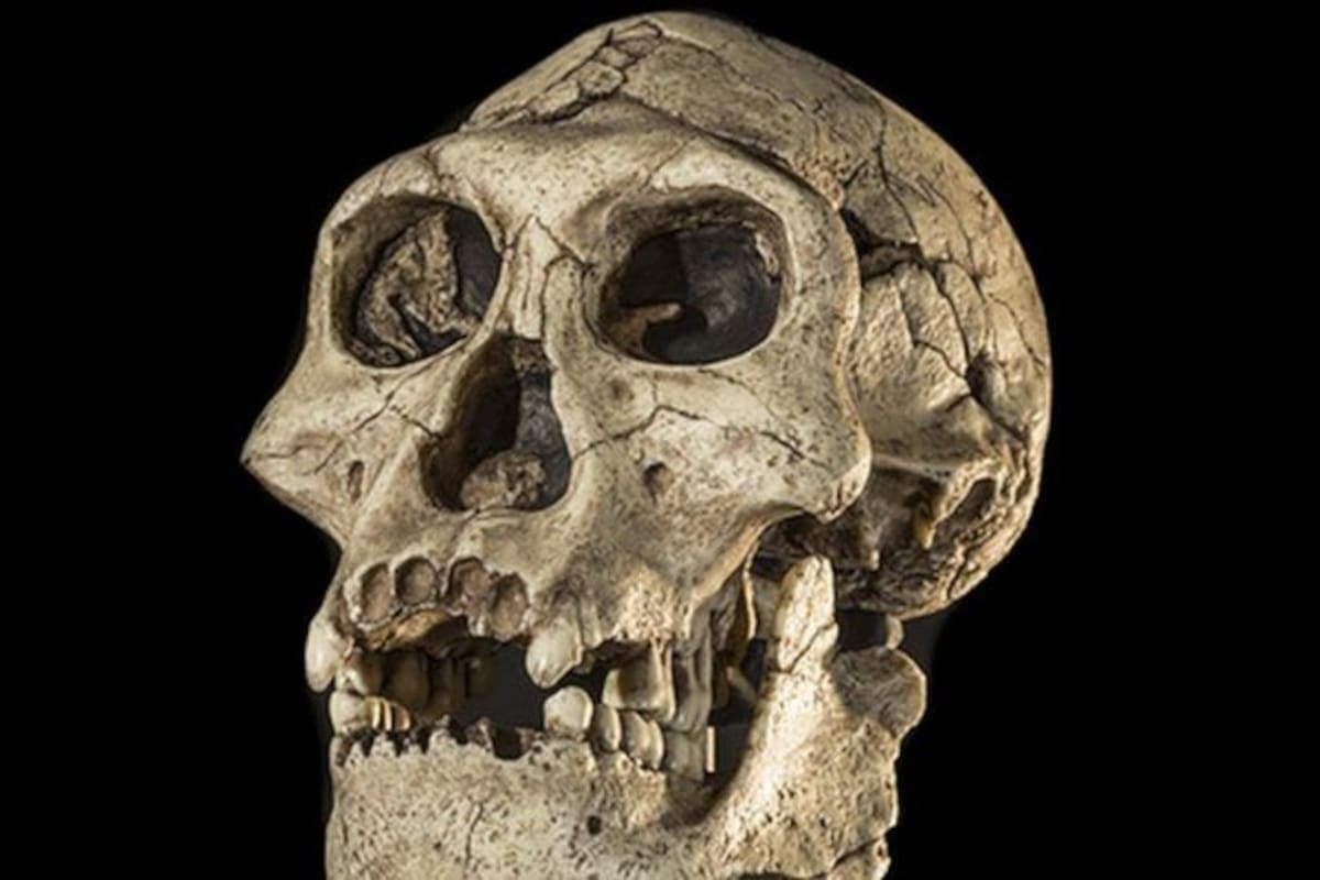 Se han encontrado restos de una especie humana primitiva conocida como Homo erectus en Europa que datan de hace 1,4 millones de años