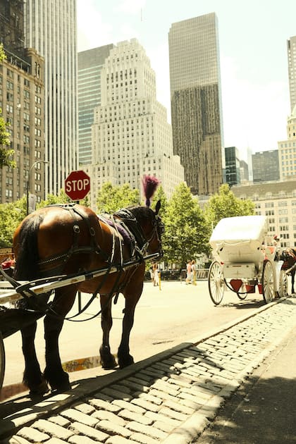 Se han registrado varios accidentes que involucran carruajes con caballos en Central Park (Unsplash)