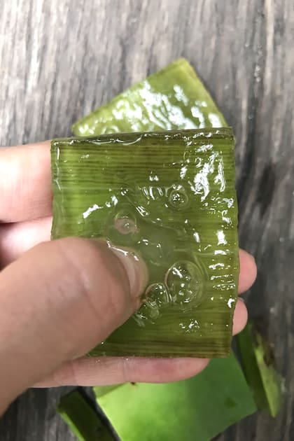Se hunde el pulgar en el gel para aprovecharlo hasta la corteza y aplicarlo directamente en la piel y el cuero cabelludo