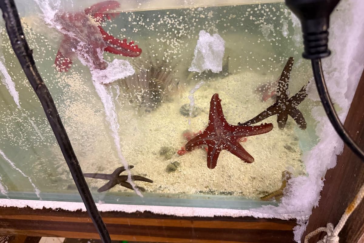 Se identificaron 102 especies distintas, de ellos cientos fueron estrellas marinas