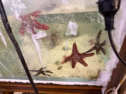 Se identificaron 102 especies distintas, de ellos cientos fueron estrellas marinas