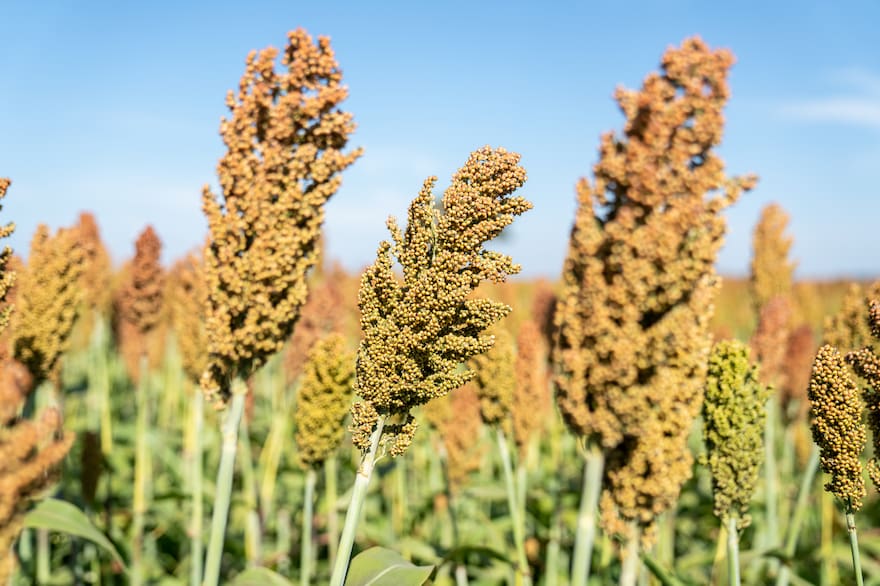 El sorgo argentino gana protagonismo en China y desplaza a Estados Unidos como proveedor clave
