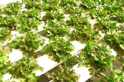 Se introducen sales minerales en el agua para que prospere el cultivo