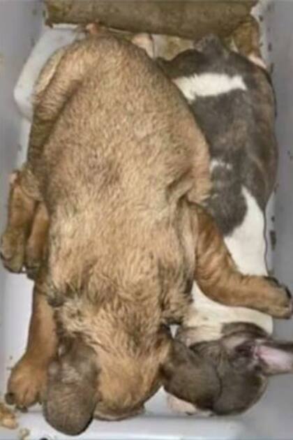 Se investiga si los animales muertos formaban parte de un cargamento ilegal