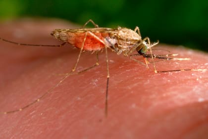 Se investigó poco para determinar si las ranas y otros animales que se alimentan de los mosquitos podrían encontrar otro alimento