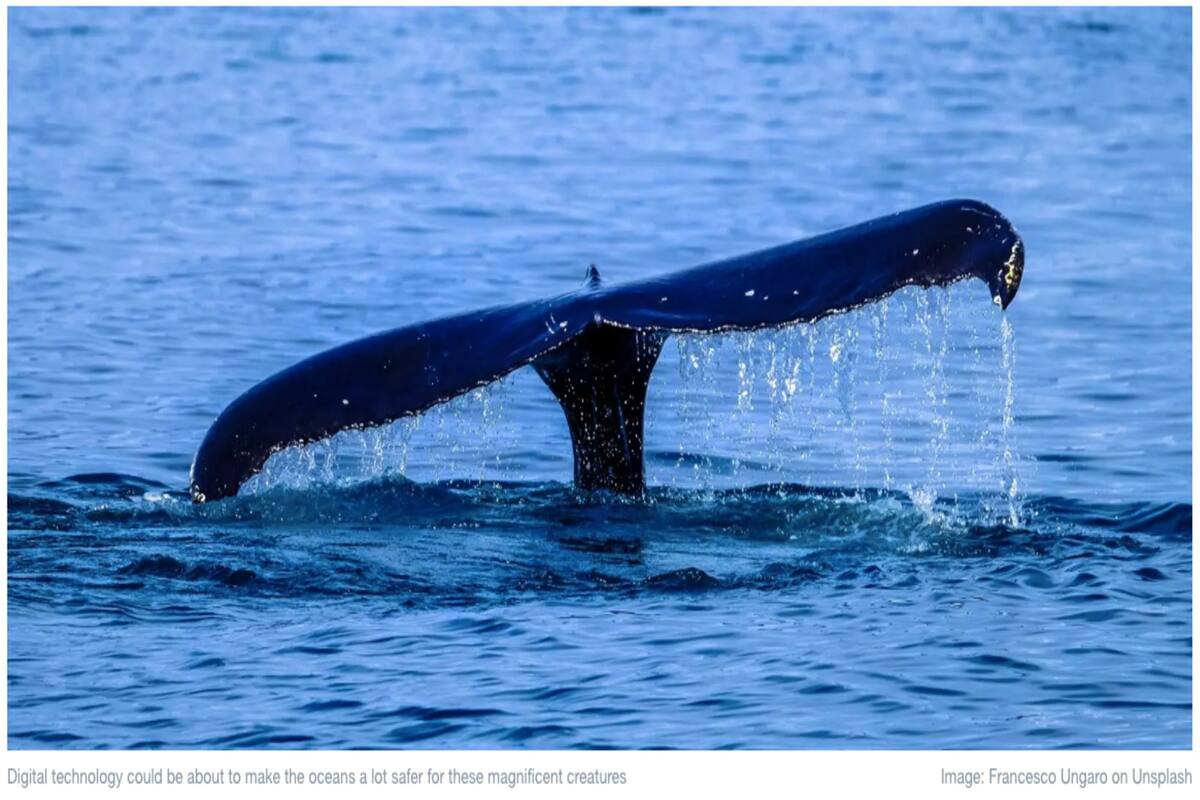 Se lanzó una aplicación que ayudará a los navegantes a reconocer grupos de ballenas y así evitar incidentes