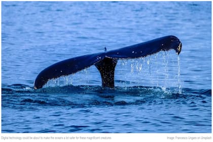 Se lanzó una aplicación que ayudará a los navegantes a reconocer grupos de ballenas y así evitar incidentes