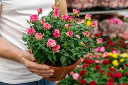 Se las llama "rococó" y son pequeñas joyas botánicas, ideales para espacios reducidos