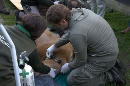 Se le colocó un collar satelital al ciervo para poder rastrear sus movimientos y evaluar su adaptación al entorno natural