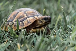Se le escapó la tortuga, pidió ayuda y sus mensajes se volvieron virales