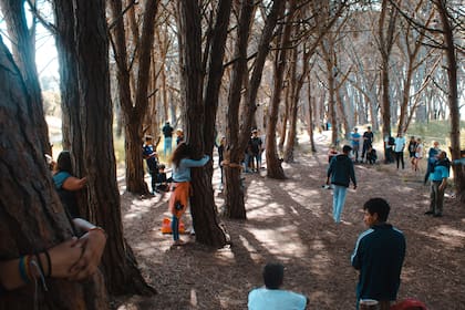 Se llama Bosque Energético, aseguran que los árboles tienen una vibra especial; ovnis, duendes y más teorías