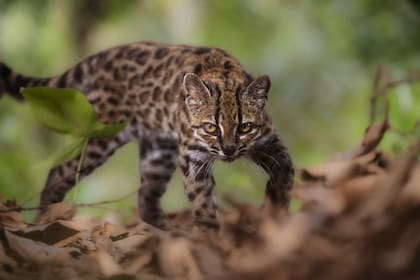 Se llama tilcayo, habita en los bosques montañosos de los Yungas y un análisis de ADN permitió establecer que su linaje se separó hace aproximadamente 1,4 millones de años