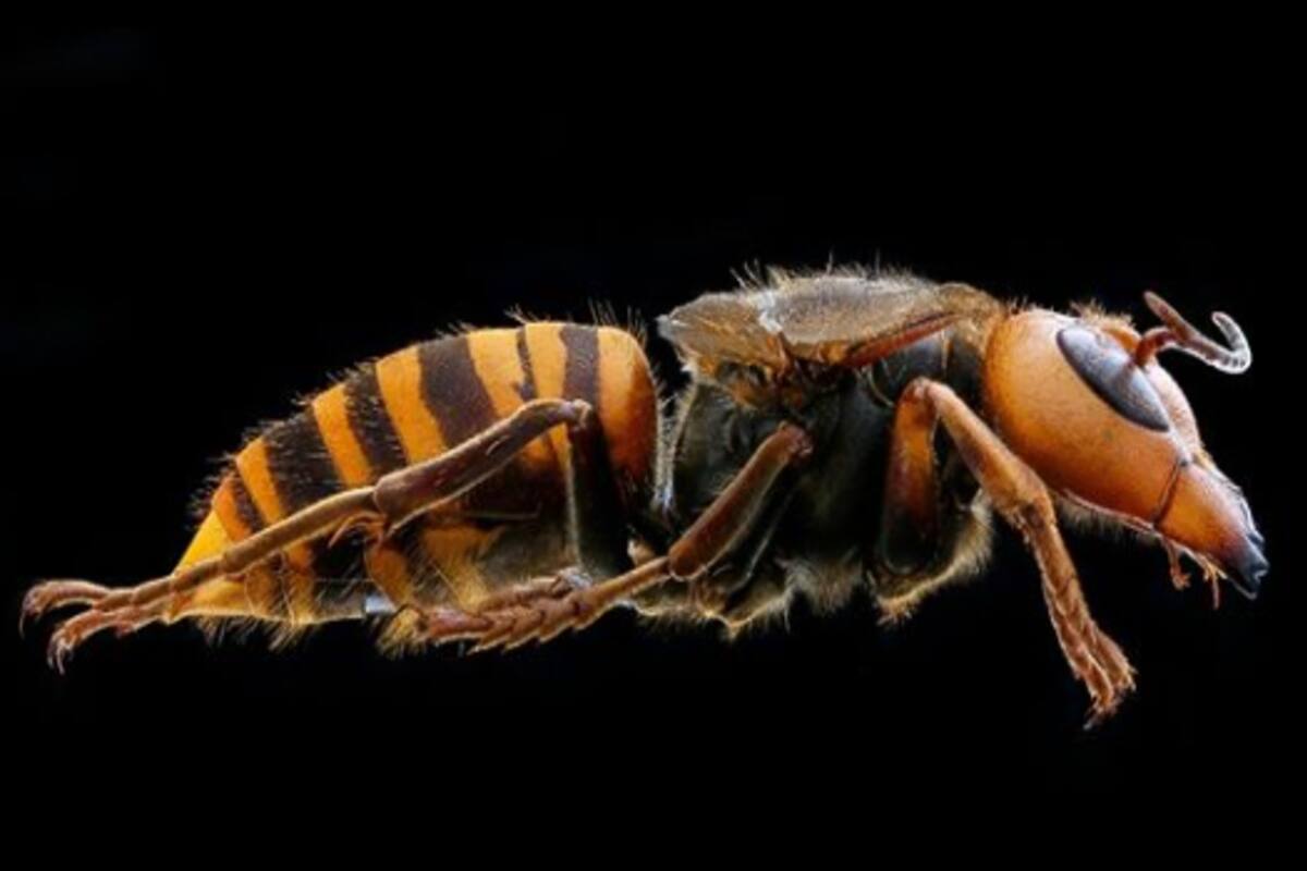 Se los considera como los insectos más grandes del mundo: pueden llegar a medir más de cinco centímetros. Tienen una fuerte picadura y escupen veneno. Son capaces de eliminar una colmena de abejas en pocas horas. El nido ubicado en Washington se destruyó con una aspiradora aunque los científicos adv