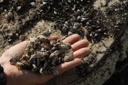 Se los denomina cebra por las rayas que caracterizan su caparazón
