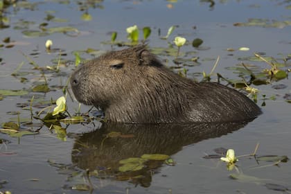 Se los encuentra en una variedad de ambientes, pero en general están asociados a zonas de agua dulce.