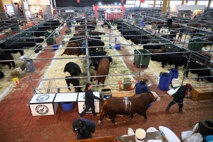 Se luce el pabellón ganadero