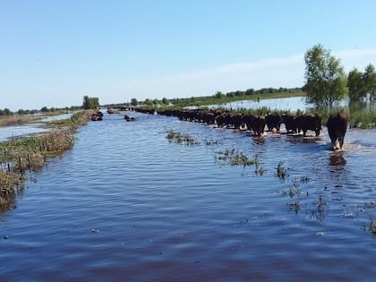 “Se me tapó el campo de agua", contó Raúl Sobrero