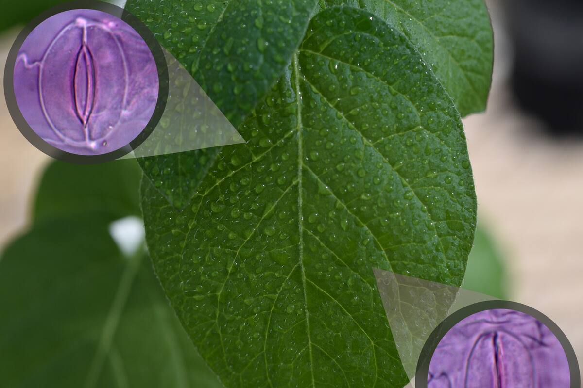 Se mejoró la regulación de los estomas