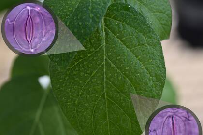 Se mejoró la regulación de los estomas