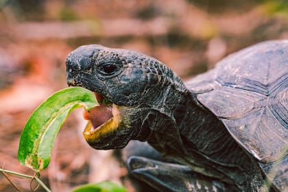 Se necesita el permiso correspondiente de las autoridades competentes para adoptar una tortuga