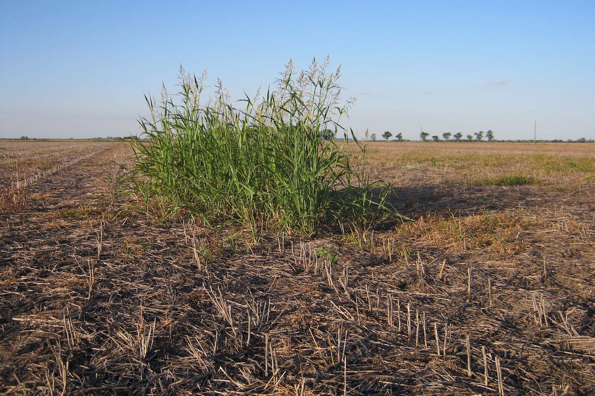 Se necesita una estrategia contra las malezas.