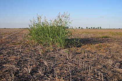 Se necesita una estrategia contra las malezas.