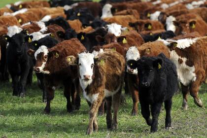 Se necesitaría producir más terneros para que no haya una baja en el stock