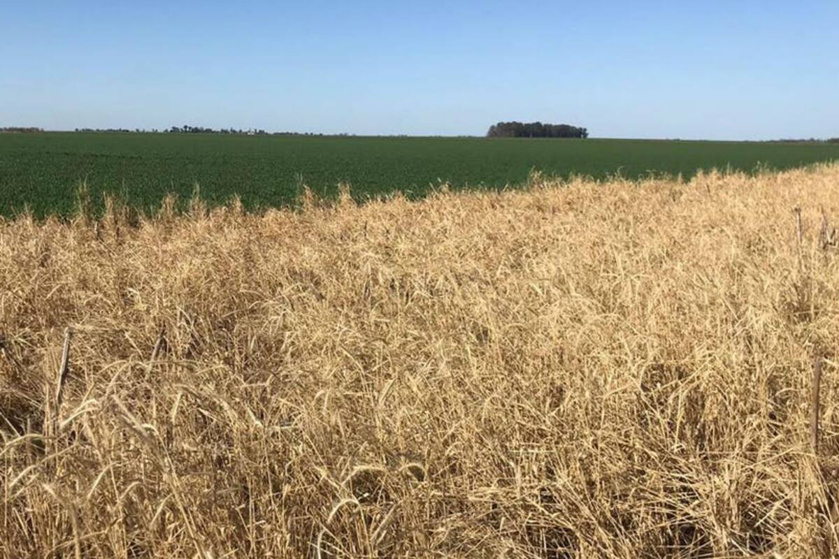 Se observa mucha demanda por semilla para cultivos de cobertura, como centeno