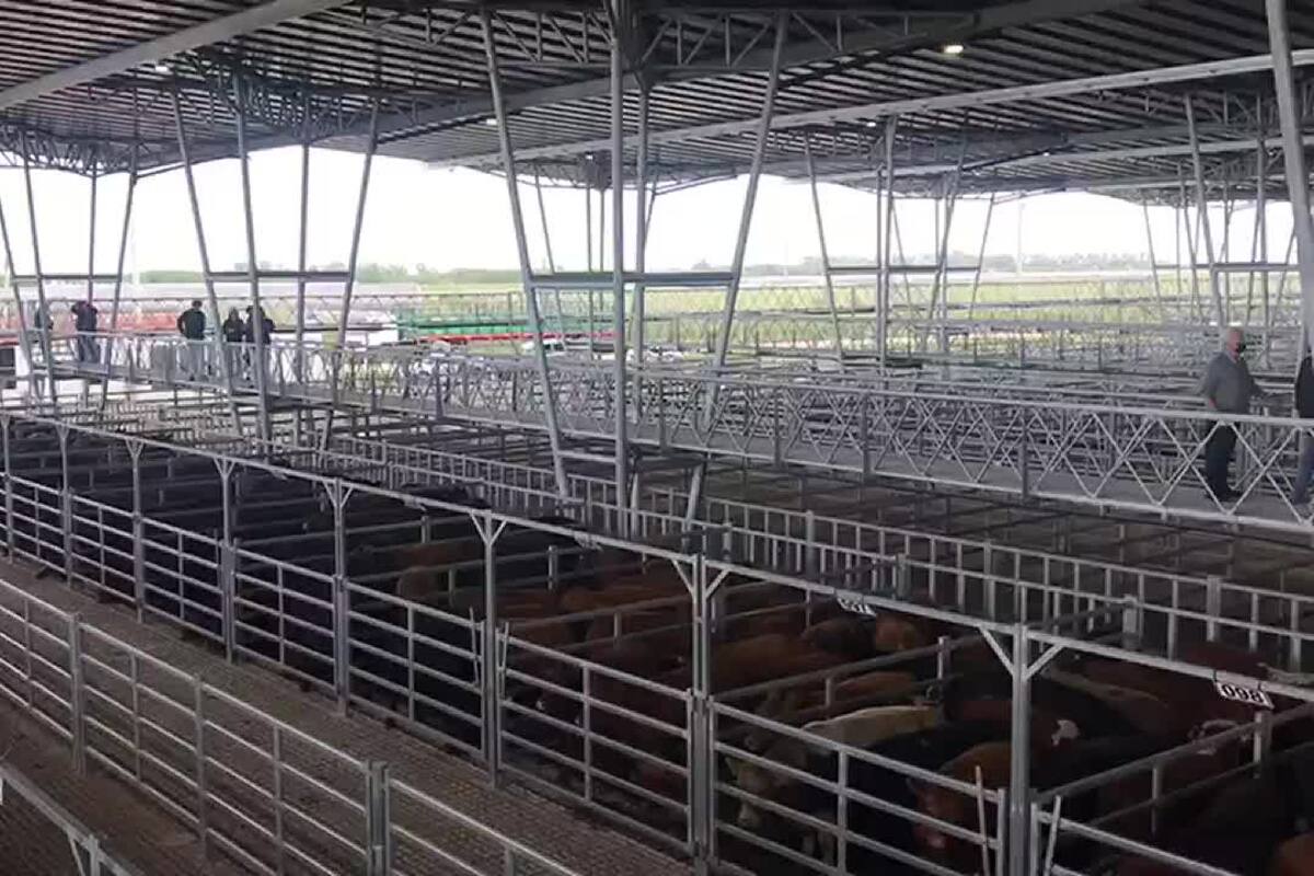 Se operó con una entrada de 1327 vacunos