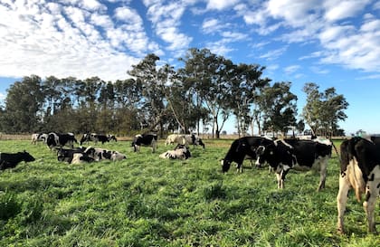 Se ordeñan 950 vacas y se entrega 26.000 litros por día a la usina