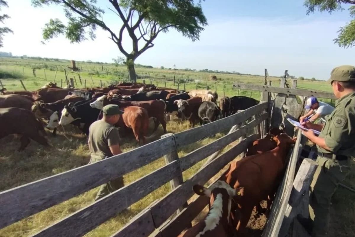 Se ordenó un operativo en un establecimiento de 33 hectáreas ubicado 8 kilómetros al norte de Aurelia donde se encontraron los animales