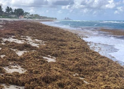 Se otorgarán 100 mil dólares a las startups que propongan soluciones sostenibles para procesar el alga de forma responsable con el medio ambiente