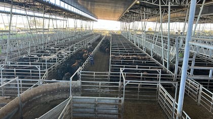 Se pagó $3620 por un lote liviano de novillitos de 314 kilos